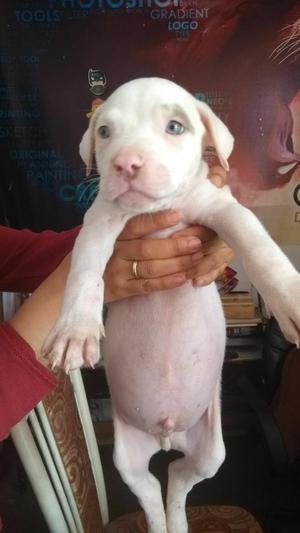 Pitbull Red Nose Manchas Silver Faw