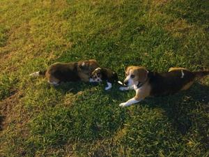 Regalazo Cachorrita Beagle