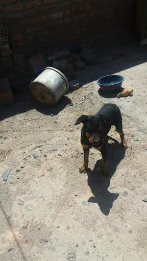 Rottweiler de 4 Meses con Su Carnet