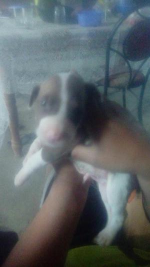 Se Vende Perros Pitbull Red Nose de Mes