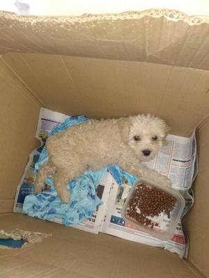 Vendo Cachorrita Poodle