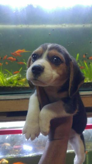 Vendo Lindos Cachorros Beagle