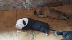 Venta de Cachorros Bully