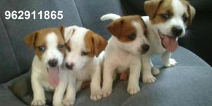 jack russell cachorros