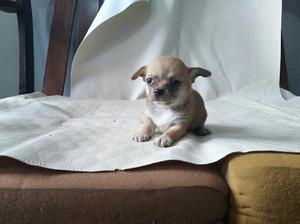 Cachorros Chihuahua Mini Toy