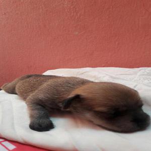 Chihuahua Bb Caramelo 2 Sem. Nacido
