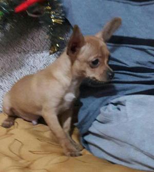 Chihuahua Cachorrito