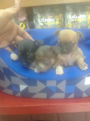 Chihuahua Cachorros