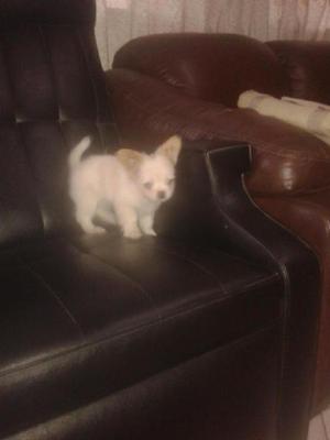 Chihuahua Hembra en Venta