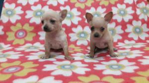 Chihuahua Hermosos Cachorritos Toy Lindo