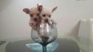 Chihuahua Lindas Cachorritas Super Toy