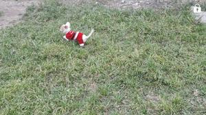 Chihuahua Macho Remate por Navidad