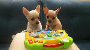 Chihuahua Super Toy Hembras Chiquititas