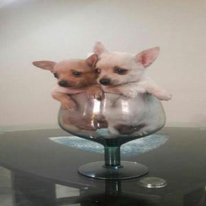 Chihuahua Toy Chiquitos Enanitos Lindos