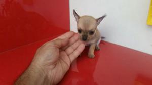 Finos Chihuahua Toy Foto Real
