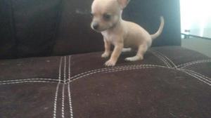 Mini Toy Chihuahuas