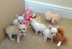 Se Vende Lindos Cachorros Chihuahuas