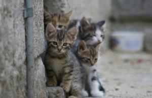 Adopte Gatitos Abandonados P.que Haya Me