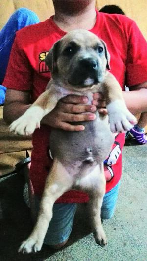 American Bully