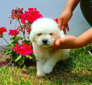 Bichon Frise Cartilla Vet