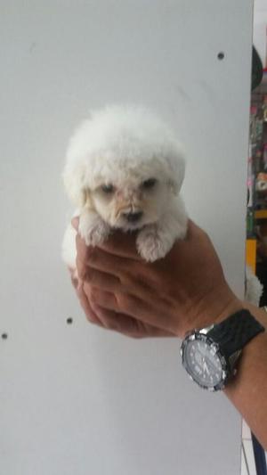 Bichon Frise Hermosos Antialergicos