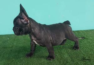 Bulldog Francés