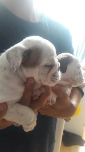 Bulldog Inglés Hermosos Robustos