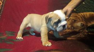 Cachorra Bulldog Ingles Hembra