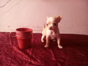 Cachorrita Chihuahua Tea Cup