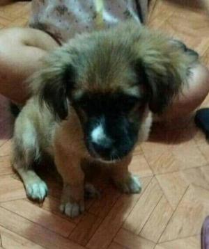 Cachorro Pekinés en Adopción