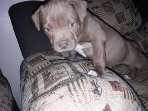 Cachorro Pitbull Hembra 1mes Y Medio