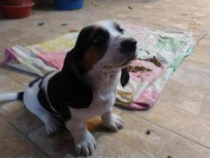 Cachorros Basset Houndd hushh puppies 2 MESES