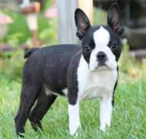 Cachorros Boston Terrier  Soles