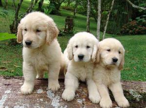Cachorros Golden Retriever disponibles.