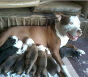Cachorros Pitbull Fusión Cabeza Blanca