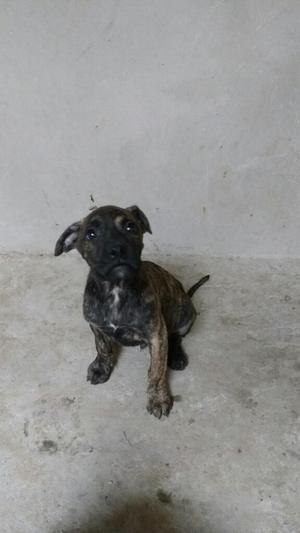 Cachorros Presa Canario