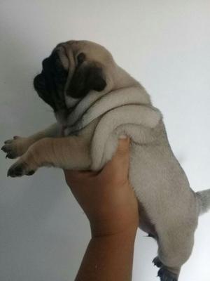 Cachorros Pug