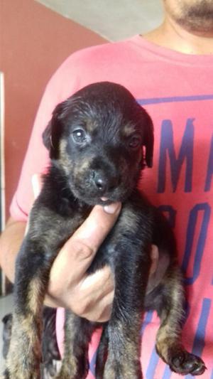 Cachorros Rottlabrador