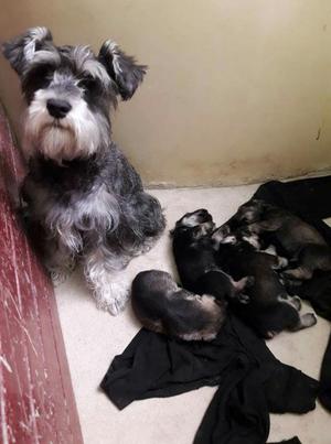 Cachorros Schnauzer