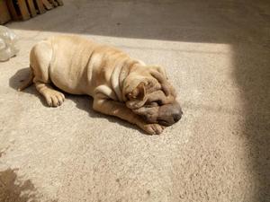 Cachorros Sharpei