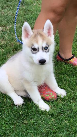 Cachorros de Husky Puros