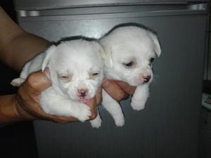 Chihuahuas Blanca