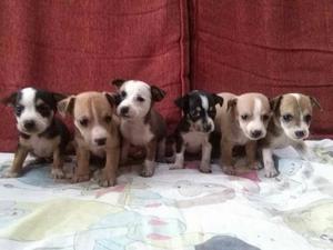 Chihuahuas Cruce con Jack Russell