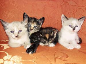 Gatitos en Adopción