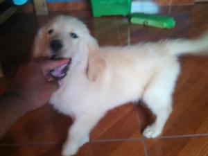 Golden Retriever Super Inteligentes