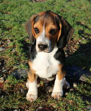 Hermoso Beagle Macho