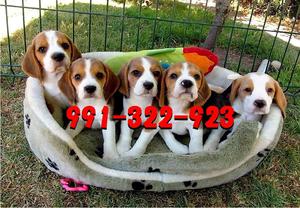 Juguetones Beagles Tricolores 13 Pulgadas