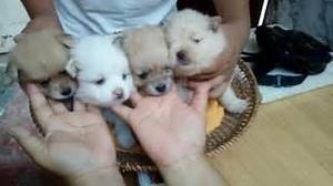 POMERANIA LULU HEMBRAS Y MACHOS BELLOS