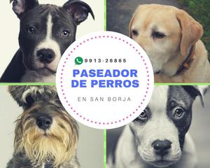 Paseador de Perros en San Borja | Mascotas Space.