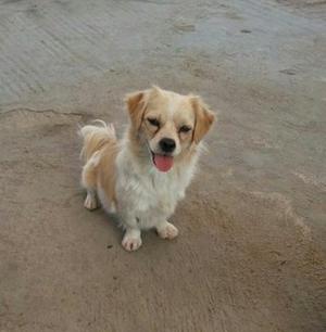 Pekinesa en Adopción